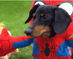 Dog Halloween Costume GIF by Crusoe