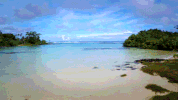 survivorau GIF by Australian Survivor