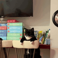 Tired Tuxedo Cat GIF by Respective