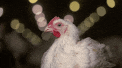 oikeuttaelaimille chicken finland chick suomi GIF