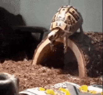 theanimalpack  GIF