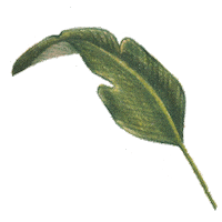 Leaf Greens Sticker