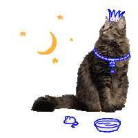 Cat Dog Sticker by Pets Add Life