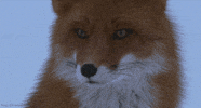 red fox GIF by Head Like an Orange
