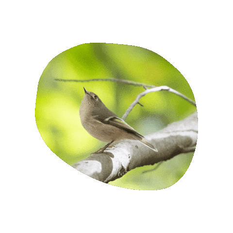 VirginiaLivingMuseum giphygifmaker bird birdwatching virginialivingmuseum Sticker