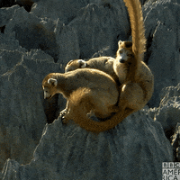 Wildlife Madagascar GIF by BBC America
