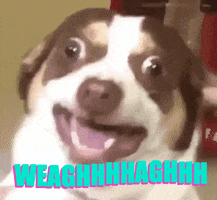 Dog GIF by jOnNy'S wOrLd
