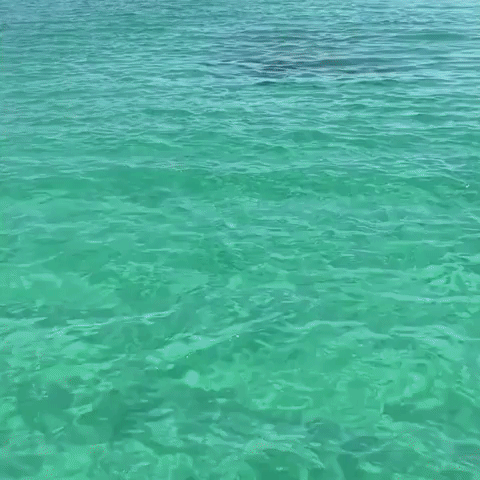Paddleboarding Friends Watch Shark Devour Tarpon in Florida