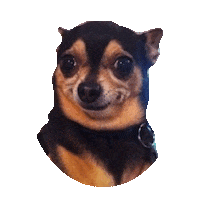 confused chihuahua STICKER by imoji