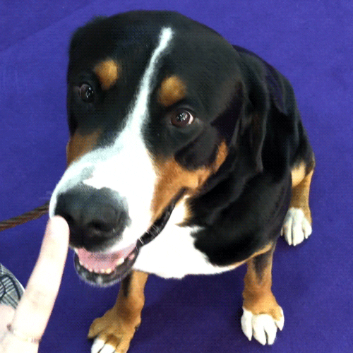 Dog Show GIF by Westminster Kennel Club