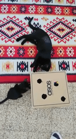 tulsimo giphygifmaker GIF