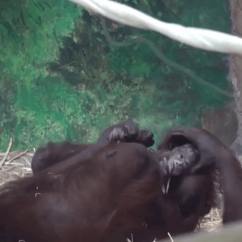 Orangutan Mom Can't Get Enough of Newborn Baby