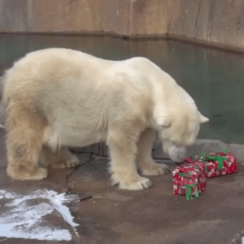 Polar Bear Struggles to Open Christmas Presents at Milwaukee Zoo