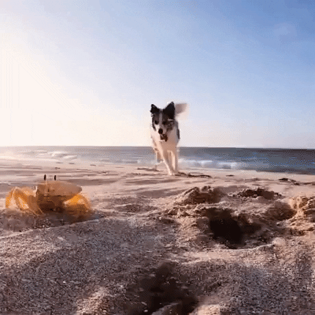 GifVif giphyupload GIF