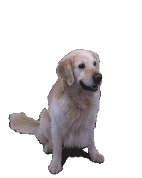 fotznspanglerei dog dentist dentista highfive Sticker