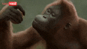 dance monkey GIF