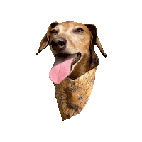 Sunflower Tongue Out Sticker by Geekster Pets