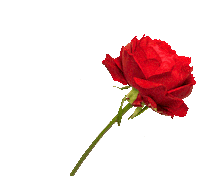 Dia Da Mulher Sticker