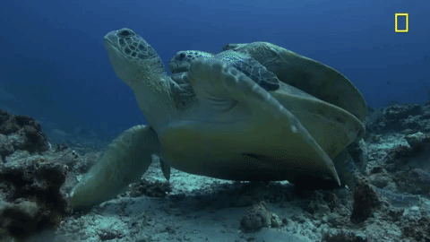 GIF by National Geographic Channel