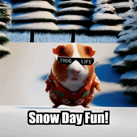 Guinea Pig Snow GIF by Guinea Gambino