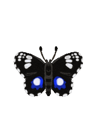 MrsRockett butterfly new zealand flora newzealand Sticker