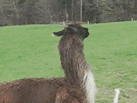 sheep running GIF