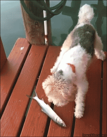 first time GIF