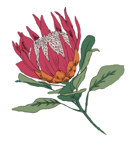 Flower Blossom Sticker by OiOi