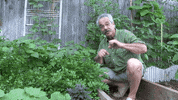 garden GIF