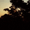 floortje naar het einde van de wereld jungle GIF by BNNVARA