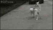 dead dog GIF