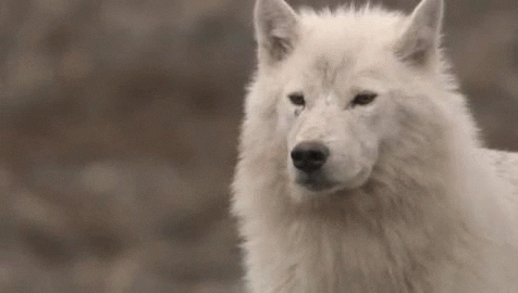 arctic wolf GIF