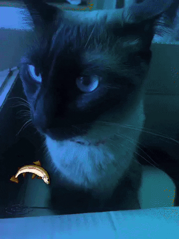 Jucatcosmeticos giphyupload cat manicure unhas GIF