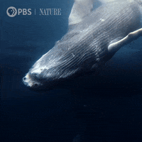 Dive Explore GIF by Nature on PBS