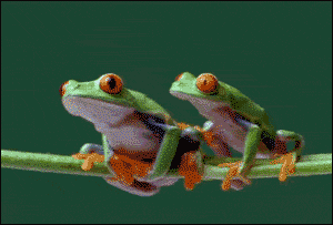 frog GIF