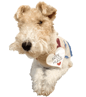 Wire Fox Terrier Sticker