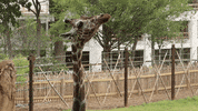 Atlanta Atl GIF by ZooATL