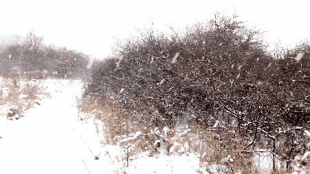 Kiazmus giphyupload GIF