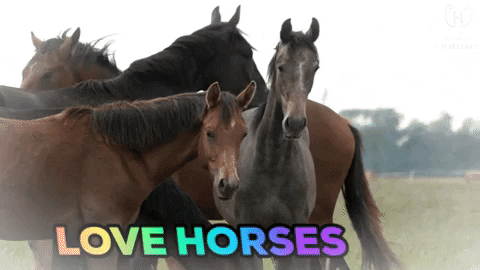 EQUIDEO giphygifmaker lovehorses GIF