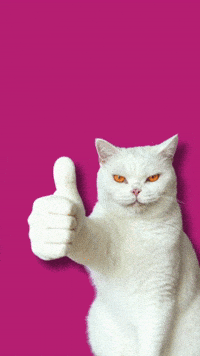 White Cat GIF