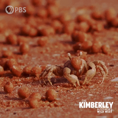 Nom Nom Australia GIF by PBS
