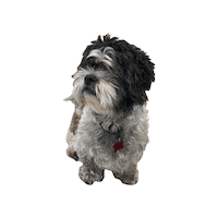 Dog Adopt Me Sticker by Abi Bock
