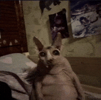 The Watcher Cat GIF