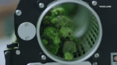 GIF by WEEDIQUETTE