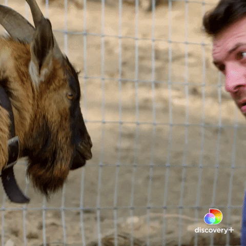 Fight Goat GIF by Animal Planet