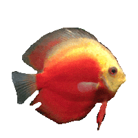 fish STICKER by imoji