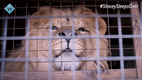 Lion King Monkey GIF