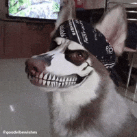Husky Dog GIF