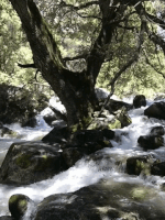tree stream GIF