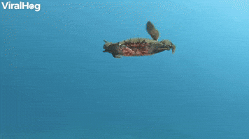 Swimming Crab Surprises Diver